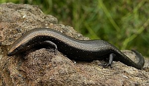 aLa Gomera Skink - Chalcides coerulopunctatus © Teresa Farino